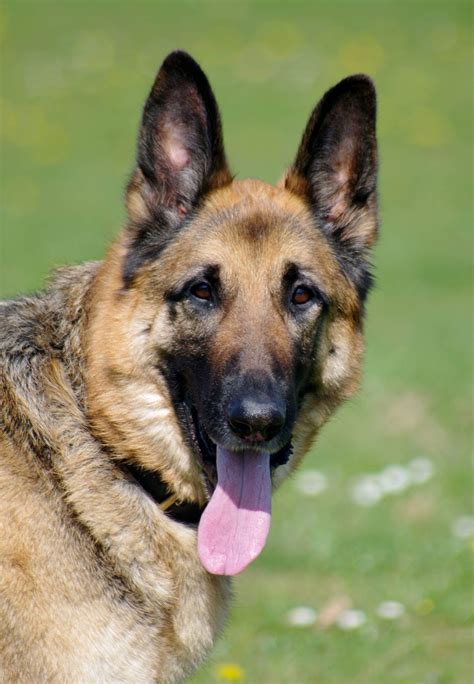 german shepherd for adoption.